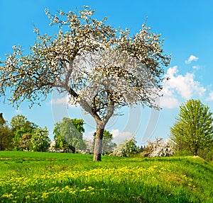 Blossoming apple tree over cloudy blue sky
