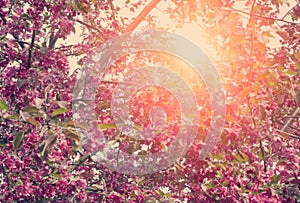 Blossoming apple tree with pink flowers , toning