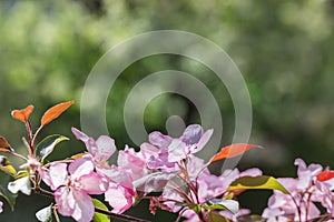 The blossoming apple-tree with pink petals  on green background