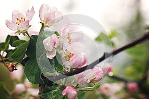 Blossoming apple tree after the rain, pink flowers and leaves are covered with water drops on a white background