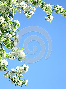 Blossoming apple tree on a sky background