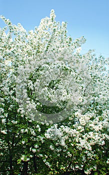Blossoming apple-tree in the spring