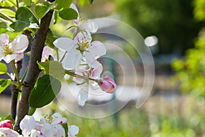 Blossoming apple tree in spring.