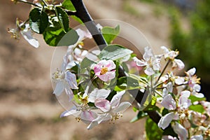 Blossoming apple tree in spring.