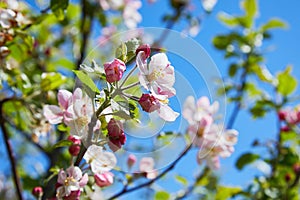 Blossoming apple tree in spring.