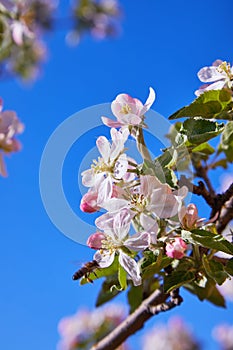 Blossoming apple tree in spring.