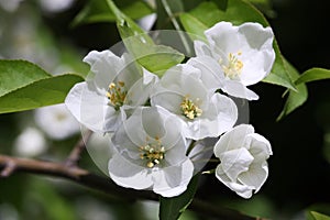 The blossoming apple tree in a spring garden horizontally  close up