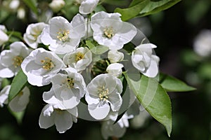 The blossoming apple tree in a spring garden horizontally  close up