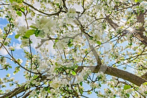 Blossoming apple tree in spring over blue sky and sunburst