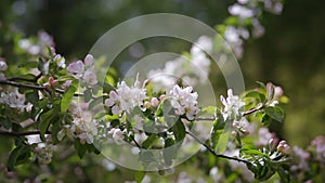 Blossoming Apple Tree Springtime Garden