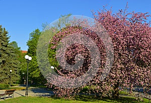 Blossoming apple tree in the springtime in the park