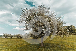 Blossoming apple tree at swiss countryside