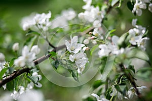 Blossoming of an apple-tree