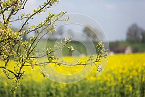 Blossoming Apple Tree with Yellow Rapeseed Field in Blurred Background in Spring.