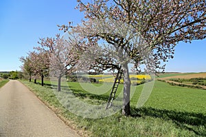 Blossoming apple trees along the road in spring