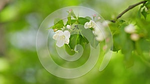 Blossoming apple trees. Beautiful white flowers. Beautiful white flowers.