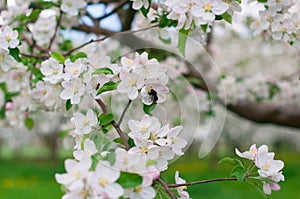 Blossoming Apple Trees