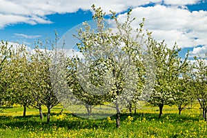 Blossoming apple trees in the garden on spring