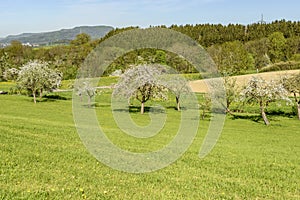 blossoming apple trees in green springtime contryside, Baden Wuttenberg