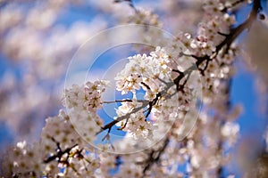 Blossoming apple trees orchard in garden and park during springtime, Prague, Czech republic