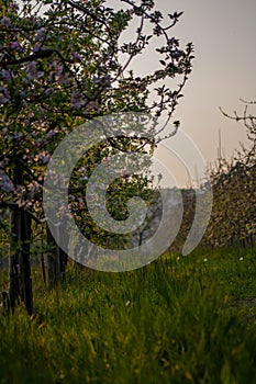 Blossoming Apple Trees