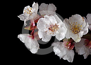 Blossoming apricot branch in water drops isolated on black. close up. spring flowers