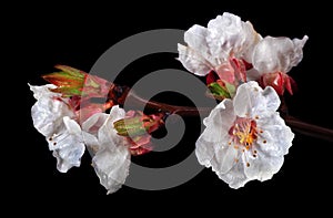 Blossoming apricot branch in water drops isolated on black. close up. spring flowers