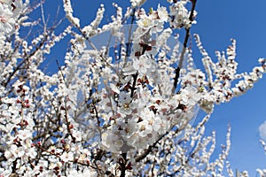 Blossoming apricot tree on blue sky background