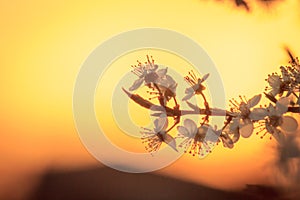 Blossoming apricot tree branches close up. Spring sunset time shot