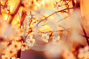 Blossoming apricot tree branches close up. Spring sunset time shot