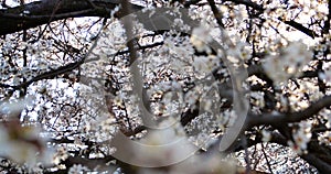 Blossoming apricot tree branches. Spring apricot garden.