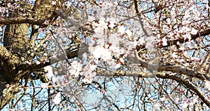 Blossoming apricot tree branches. Spring apricot garden.