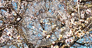 Blossoming apricot tree branches. Spring apricot garden.