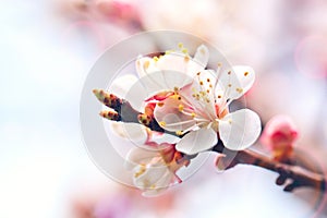 Blossoming of the apricot tree in spring time with beautiful flowers. Gardening. Selective focus.