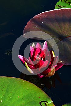 Blossoming aquatic flower of water lily plant, possibly Atlantic Water Lily