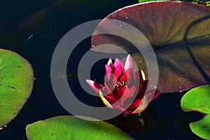 Blossoming aquatic flower of water lily plant, possibly Atlantic Water Lily