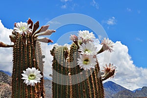 Blossoming Argentine Giant Cactus, Echinopsis candicans photo