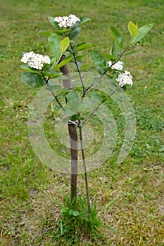 The blossoming aroniya (mountain ash) black-fruited (Aronia melanocarpa (Michx.) Elliott)