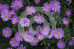 The blossoming Aster Symphyotrichum dumosum Rosenwichtel.