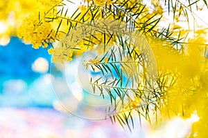 Blossoming of Australian wattle tree