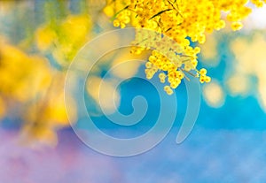 Blossoming of Australian wattle tree Acacia pycnantha, golden wattle