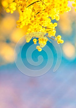 Blossoming of Australian wattle tree Acacia pycnantha, golden wattle