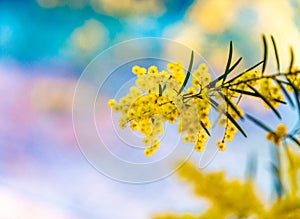 Blossoming of Australian wattle tree Acacia pycnantha, golden wattle