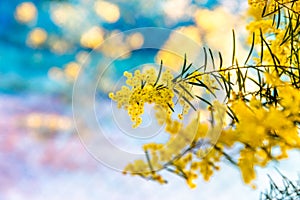 Blossoming of Australian wattle tree background