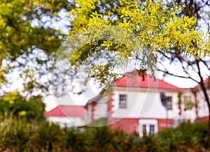 Blossoming of Australian wattle tree golden wattle close up in spring