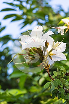Blossoming of Bauhinia winitii Craib flower