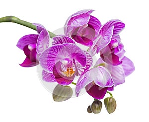 blossoming beautiful branch in shades of purple orchid, phalaenopsis is isolated on white background, close up