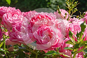 Blossoming beautiful rose flowers. Pink roses blossom in summer garden