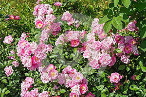 Blossoming beautiful rose flowers. Pink roses blossom in summer garden