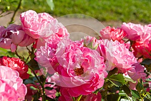 Blossoming beautiful rose flowers. Pink roses blossom in summer garden